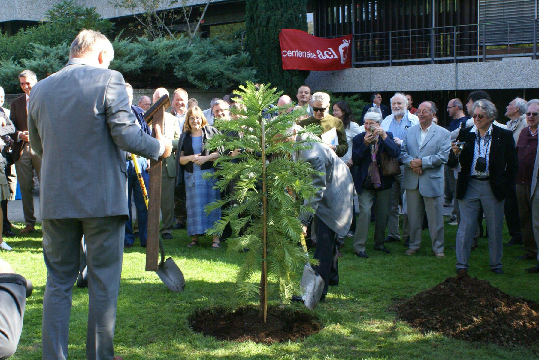 la plantation de l'arbre