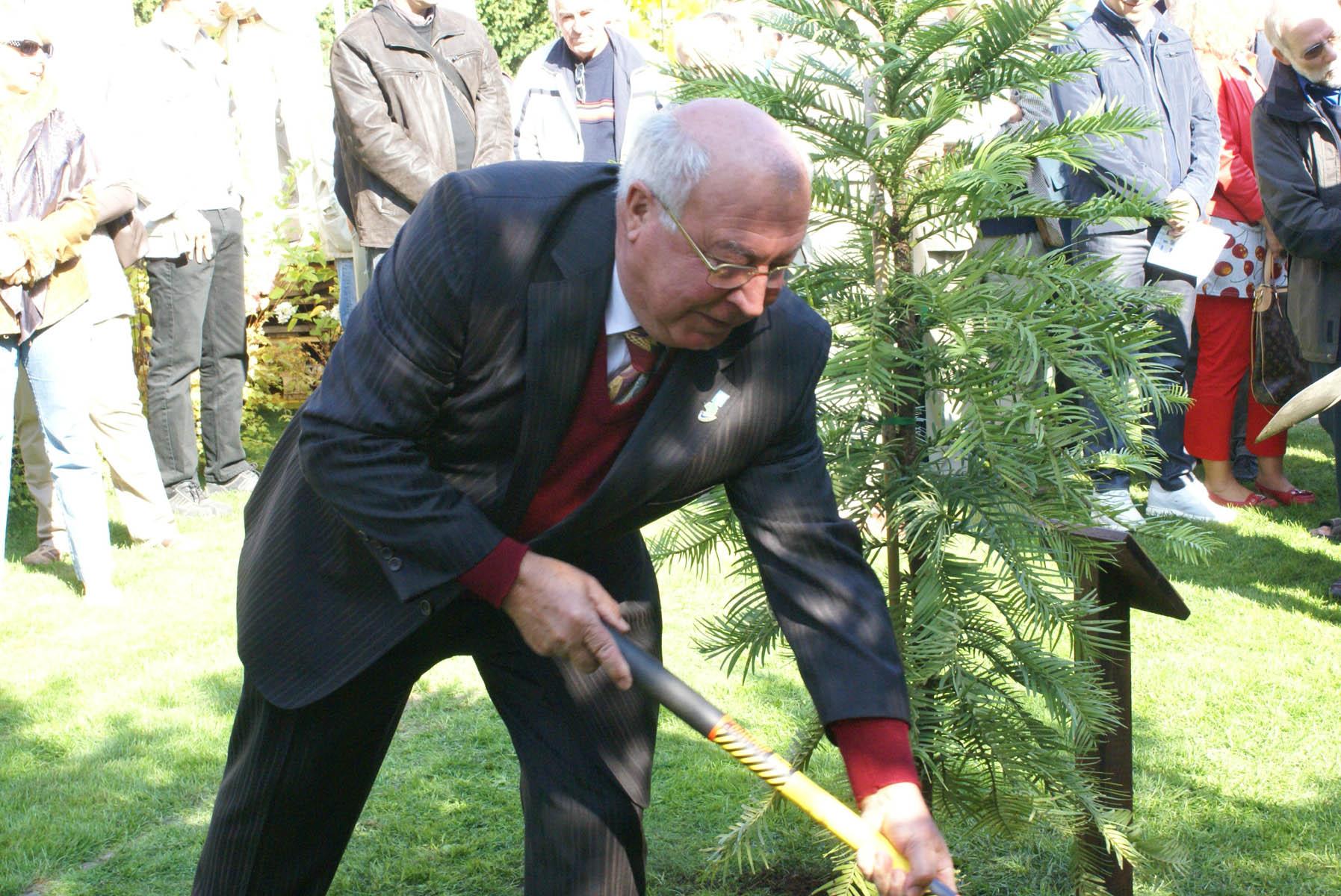 la plantation de l'arbre