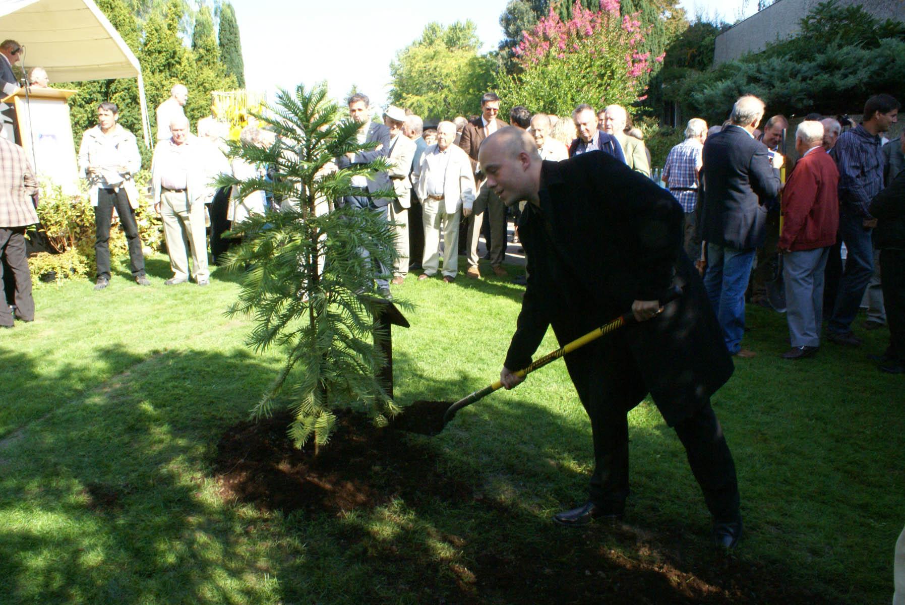 la plantation de l'arbre