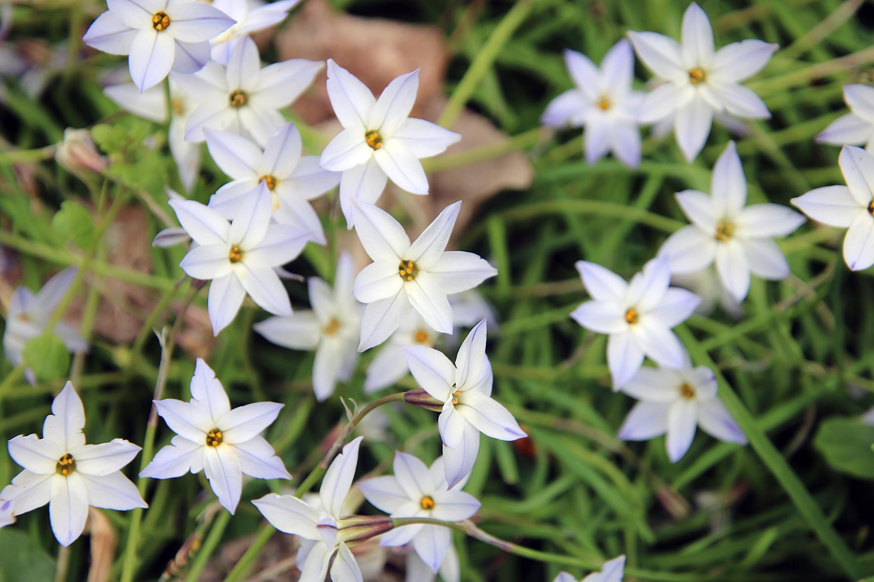 Statuts ACL version 2024